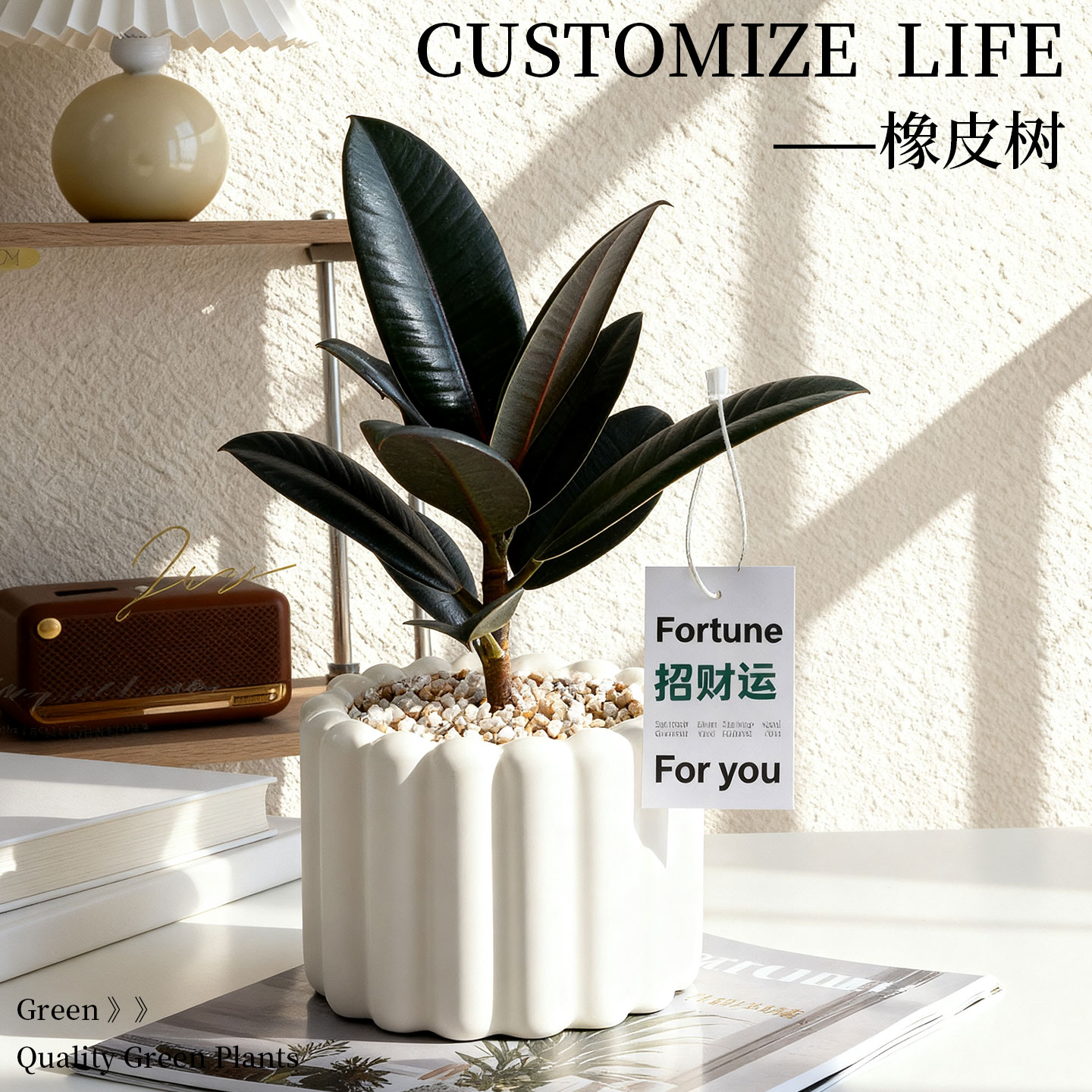 中古气质黑金刚橡皮树盆栽
