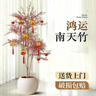 南天竹盆栽客厅真树室内绿植大型植物树苗办公室火焰老桩落地造景