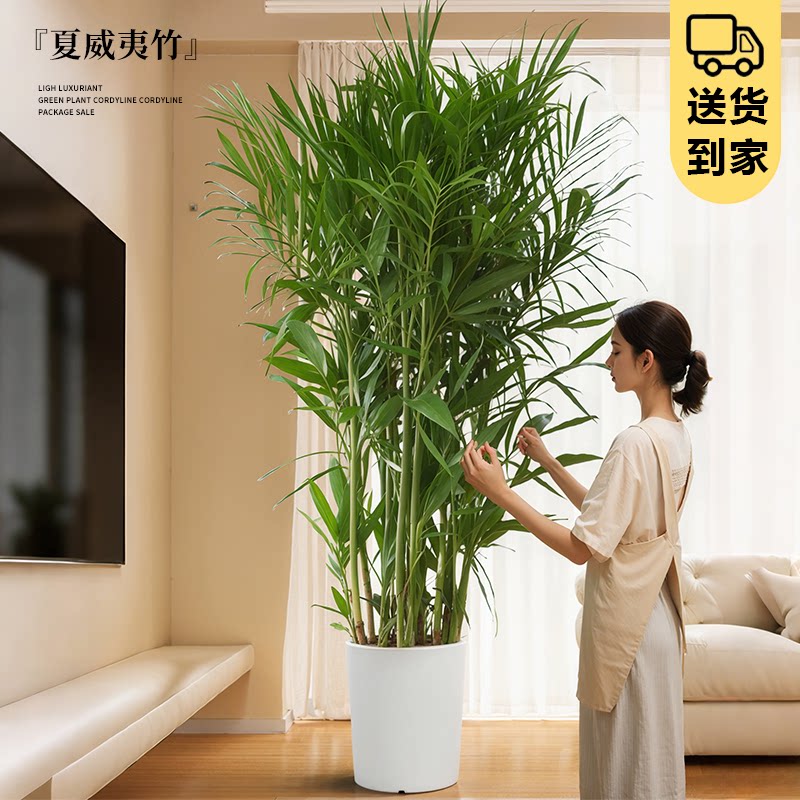 夏威夷竹绿植大型室内落地客厅大盆栽办公室凤尾竹热带植物椰子树