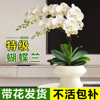 蝴蝶兰带花盆栽室内绿植