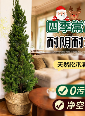圣诞树真树龙柏树室内圣诞树客厅大型绿植落地高级感装饰礼物送礼