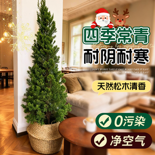 圣诞树真树龙柏树室内圣诞树客厅大型绿植落地高级感装饰礼物送礼