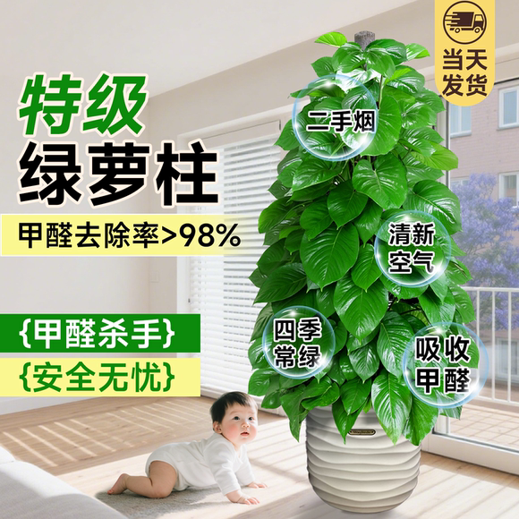 大叶绿萝柱盆栽净化空气