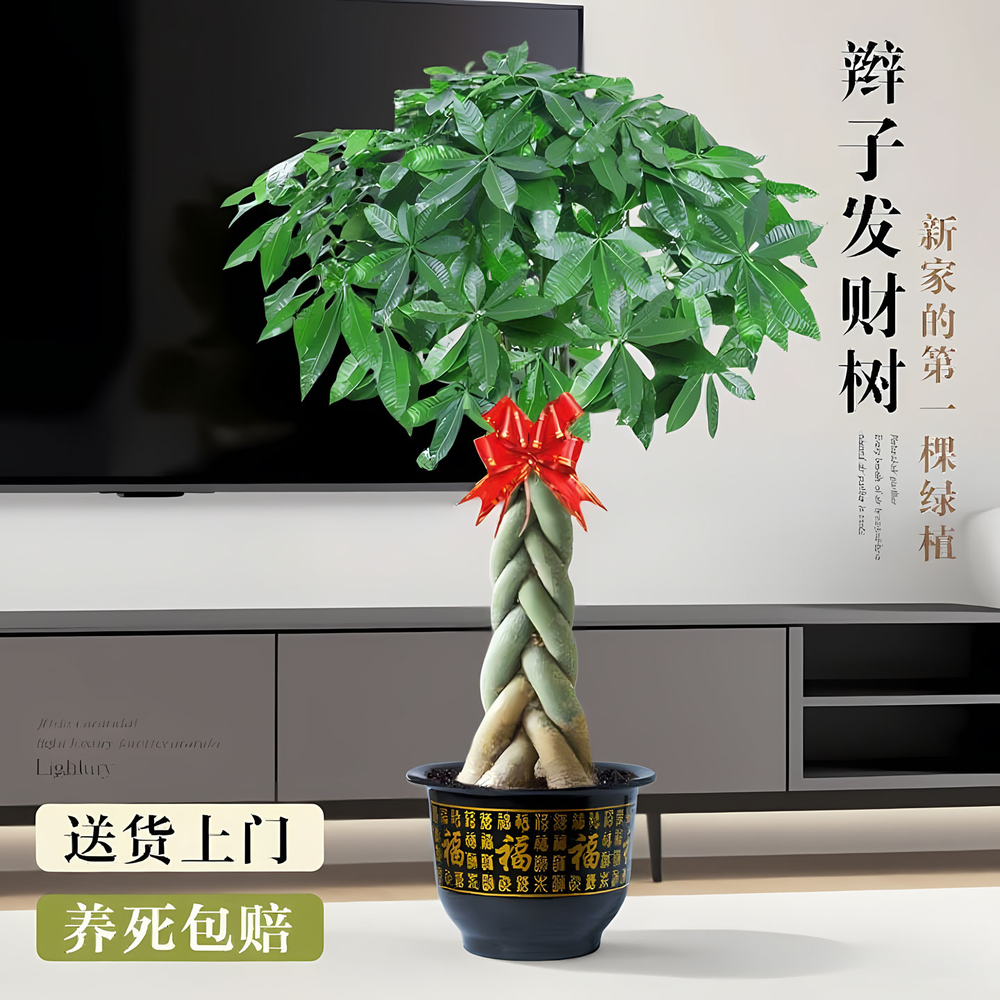 辫子发财树盆栽室内客厅大型绿植