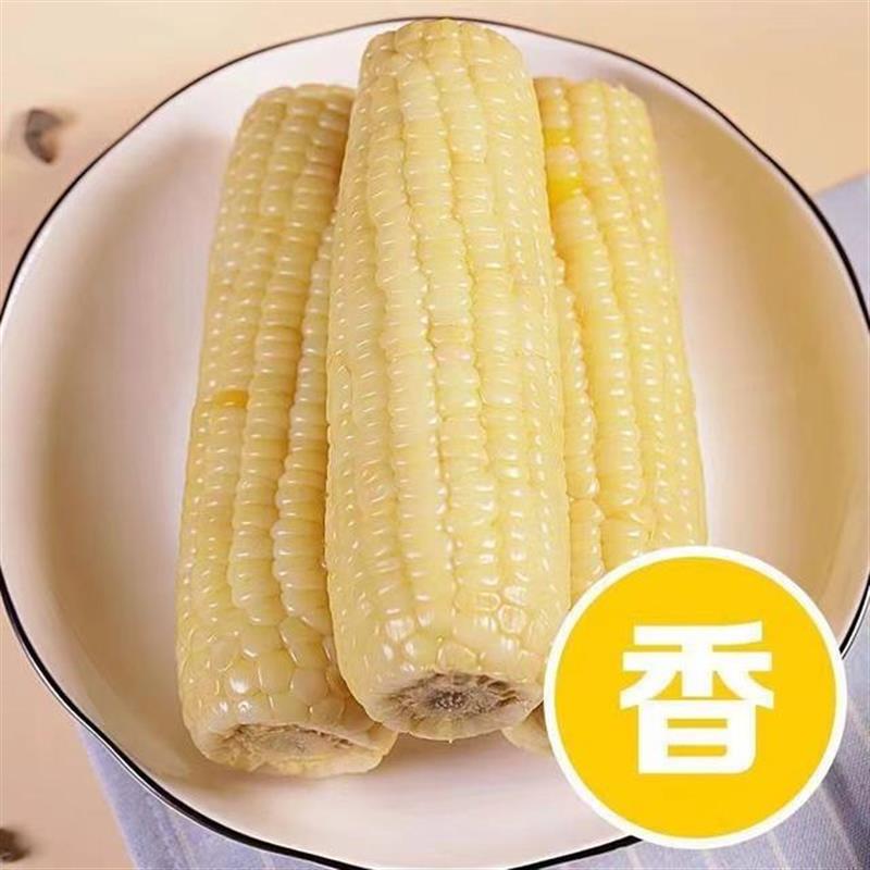 24年头茬东北白糯玉米整箱