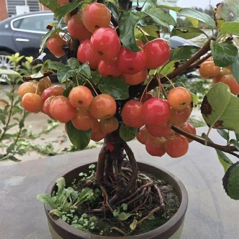 海棠花盆栽冬红果老桩盆景树苗阳台花卉庭院耐寒植物原生重瓣海棠
