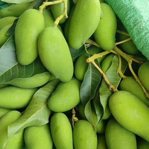 云南保山潞江坝老品种生芒果青芒酸辣脆爽当季水果三年芒酸芒果
