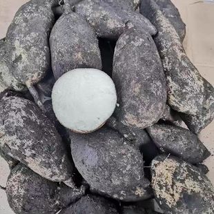 云南德宏特产农家自种新鲜蔬菜 洋丝瓜根 洋瓜 佛手瓜根 寿瓜500g