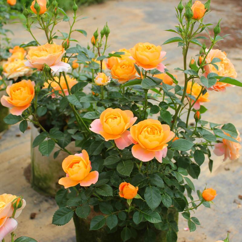 玫瑰花苗带四季开花卉观花植物阳台庭院大花月季盆栽蔷薇果汁