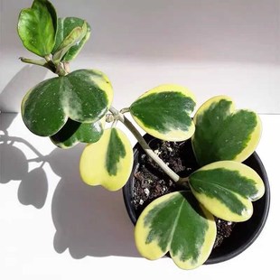 心叶球兰锦爱心金边球兰爬藤植物室内盆栽绿植情人花心型垂吊