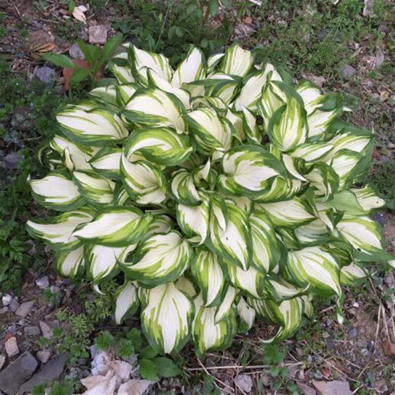玉簪花苗庭院耐荫花镜植物花x叶玉簪紫花青叶玉簪花苗当年开耐寒