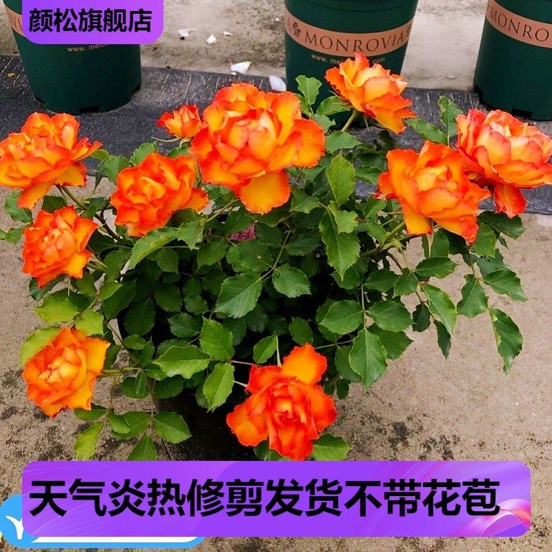 灌木 月季花苗火焰永远的埃斯托里尔大花微月 包对版 带土发货