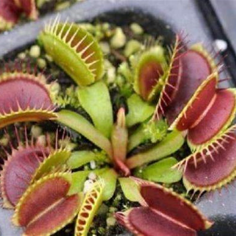 Dionaea Mfuscipula Giant Clip Venus Fly trap Seeds 10PCS Ins