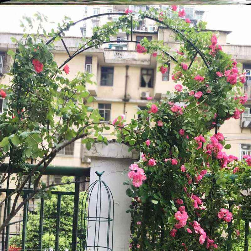 兰花丝瓜葡萄瓜果月季凌霄花铁网花架H子钢丝扣搭花棚架爬藤架庭