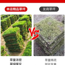 真草皮草坪带泥土四季常青别墅花园庭院园林绿化护坡草种籽马尼拉