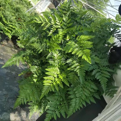 高山羊齿蕨盆栽多年生耐寒喜阴花卉叶片革质好养室内花园大型蕨类