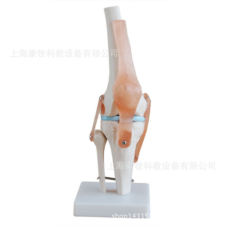 自然大膝关节教学模型