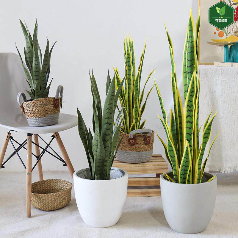 虎皮兰绿植盆景假树盆栽植物仿生室内客厅桌面办公室造景装饰