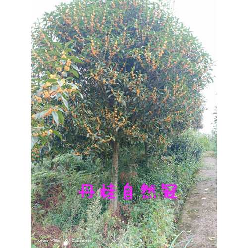 桂花树、红花丹桂.小区绿化，行道树，