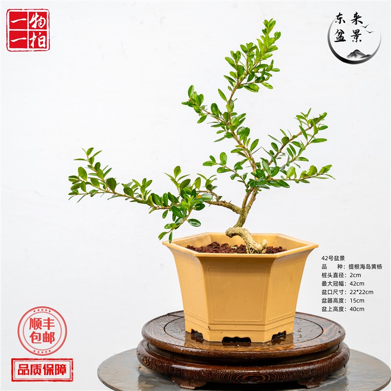 客厅绿植黄杨小叶瓜子海岛雀舌庭院造型树盆栽提根盆景老桩精品