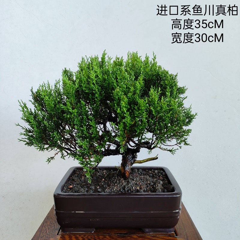 迎客松罗汉松盆景中华文木真树小叶紫檀老桩真柏盆栽杜鹃花卉绿植