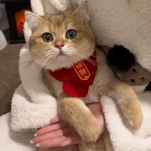 猫咪狗狗围脖新年宠物配饰装饰围巾红色可爱毛线保暖针织小狗喜庆