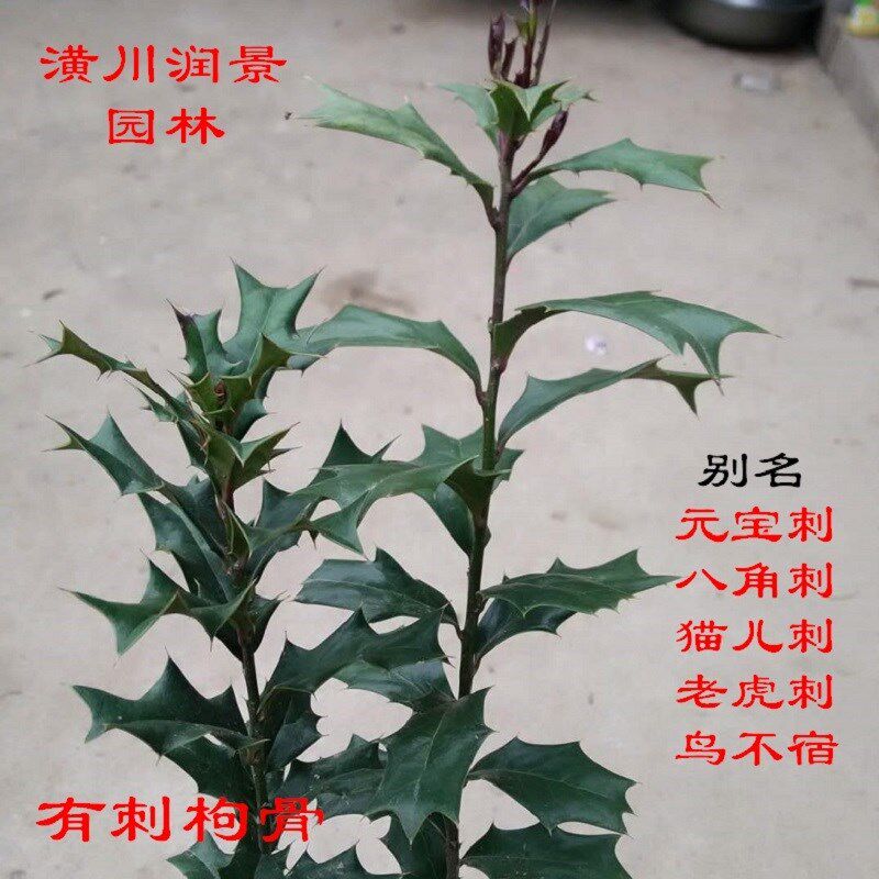 有刺枸骨树苗枸骨冬青猫儿刺八角刺D老虎刺园林庭院篱笆苗老桩盆