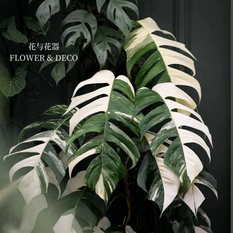 花与花器 白锦麒麟尾小苗 w龟背竹室内阳台桌面绿植盆栽锦化植物