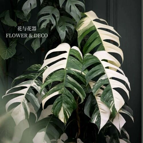 花与花器 白锦麒麟尾小苗 w龟背竹室内阳台桌面绿植盆栽锦化植物
