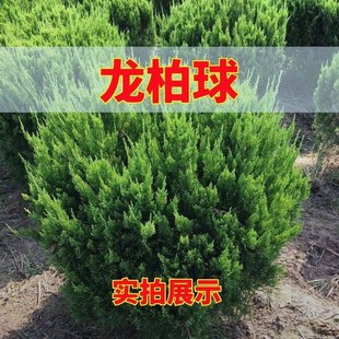 柏树球松柏树苗龙k柏树苗小龙柏绿篱色块 龙柏球四季常青 球塔柏