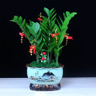 金钱树盆栽大摇钱串子招财植物室内花卉大型客厅好养W绿植开业送