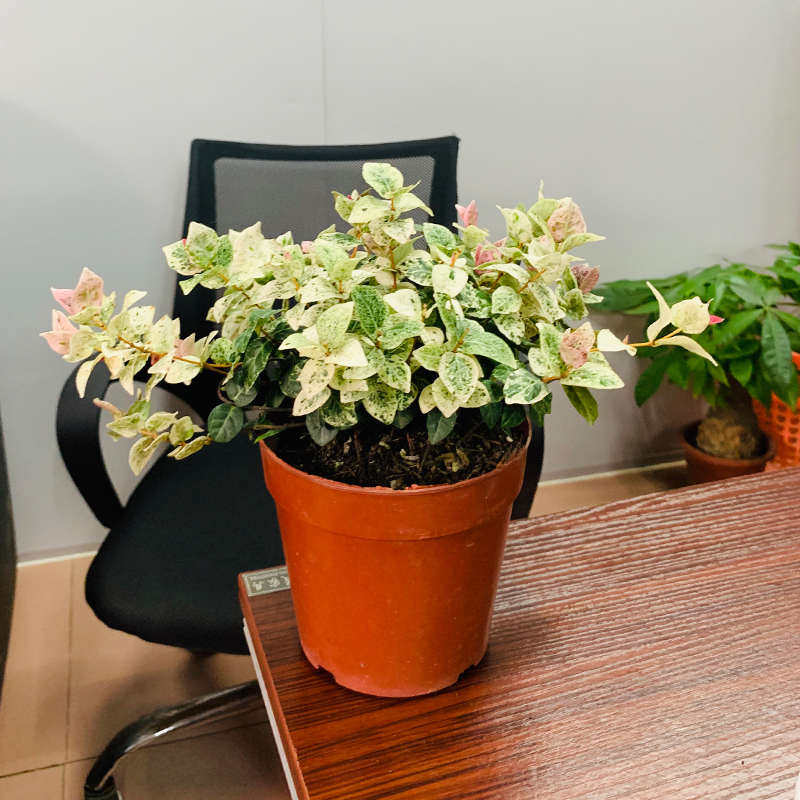 花叶络石盆栽耐寒耐热植物阳台吊兰垂吊彩叶络石净化空气绿植室