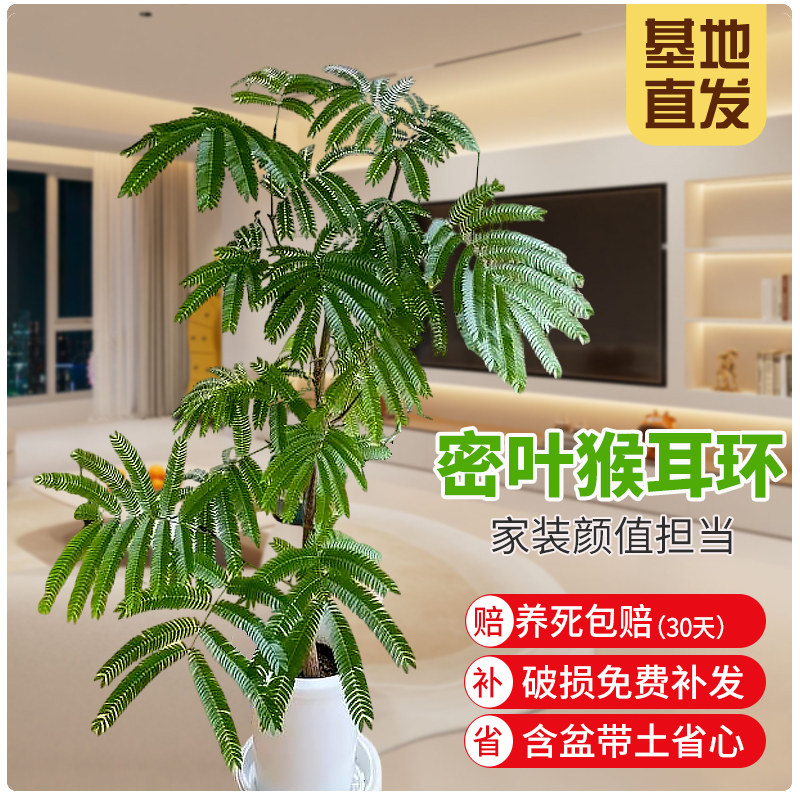 密叶猴耳环网红观叶绿植常绿小乔木室内耐阴耐热含羞小豆树盆栽苗