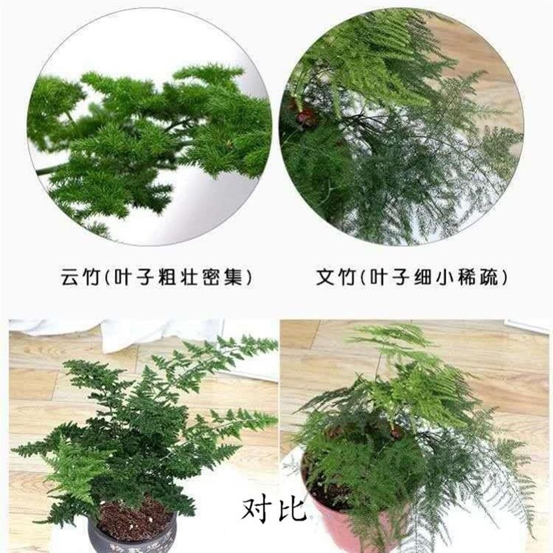 优选矮生云竹矮化文竹盆栽盆景办公室内外L桌面微景观净化空气绿.