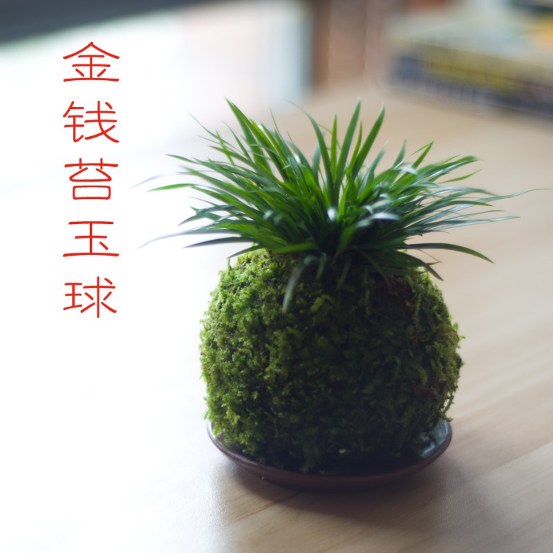 金钱虎须菖蒲野梅文竹日式苔玉球茶台书房苔藓微景观禅意盆景摆件