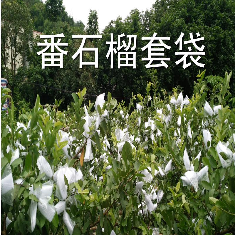 套果袋芭乐番石榴袋专用套袋防虫套袋网套释迦套袋番石榴一体套袋