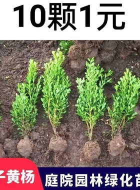 小叶黄杨苗瓜子黄杨苗法国冬青苗冬青苗金边黄杨庭院绿篱树苗