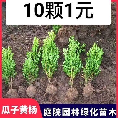 小叶黄杨苗瓜子黄杨苗冬青苗