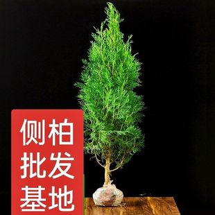 柏树苗 松柏塔柏树苗蜀桧 侧柏圆柏宝塔松龙柏耐寒 松柏树四季青