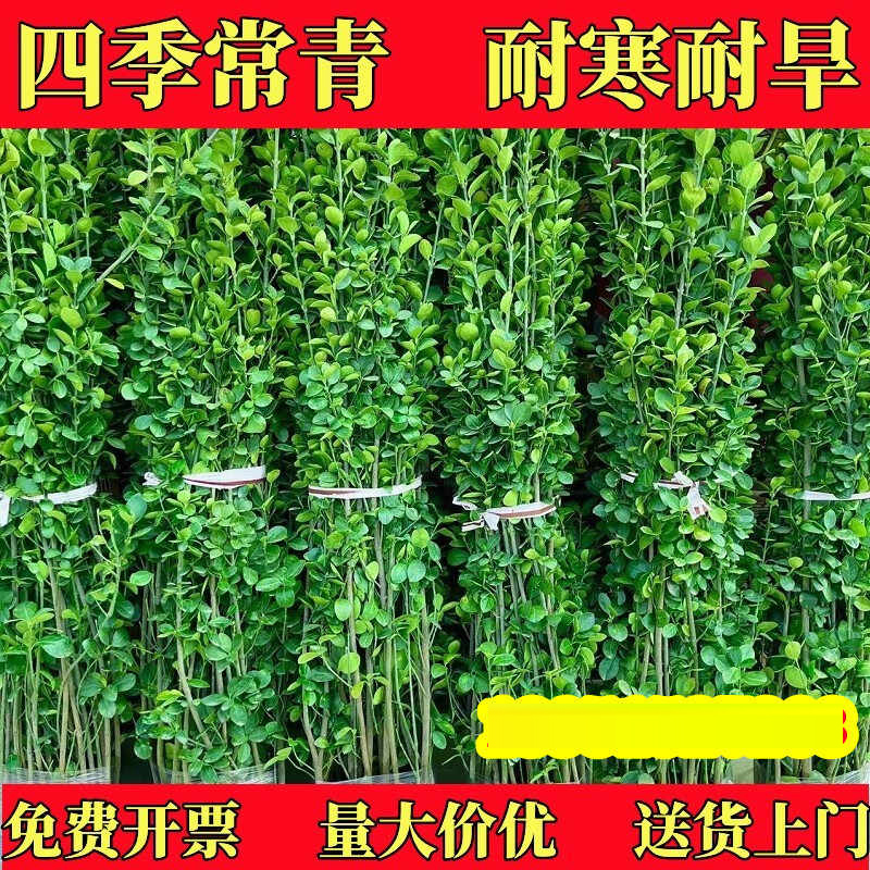 四季常青绿法国冬青树苗