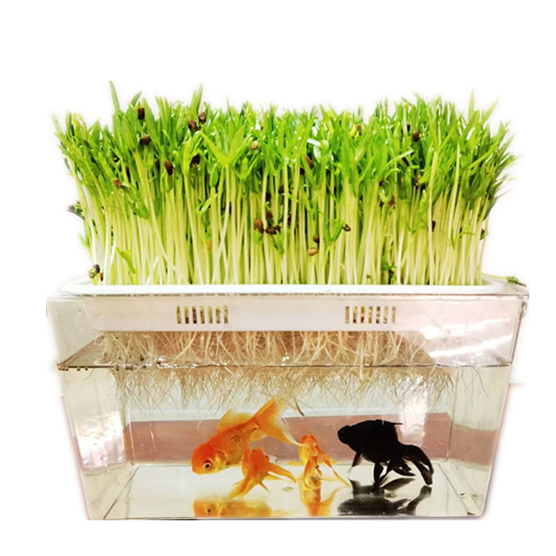 鱼菜共生鱼缸生态金鱼缸水族箱家用小型塑料水培种菜鱼菜共养桌面