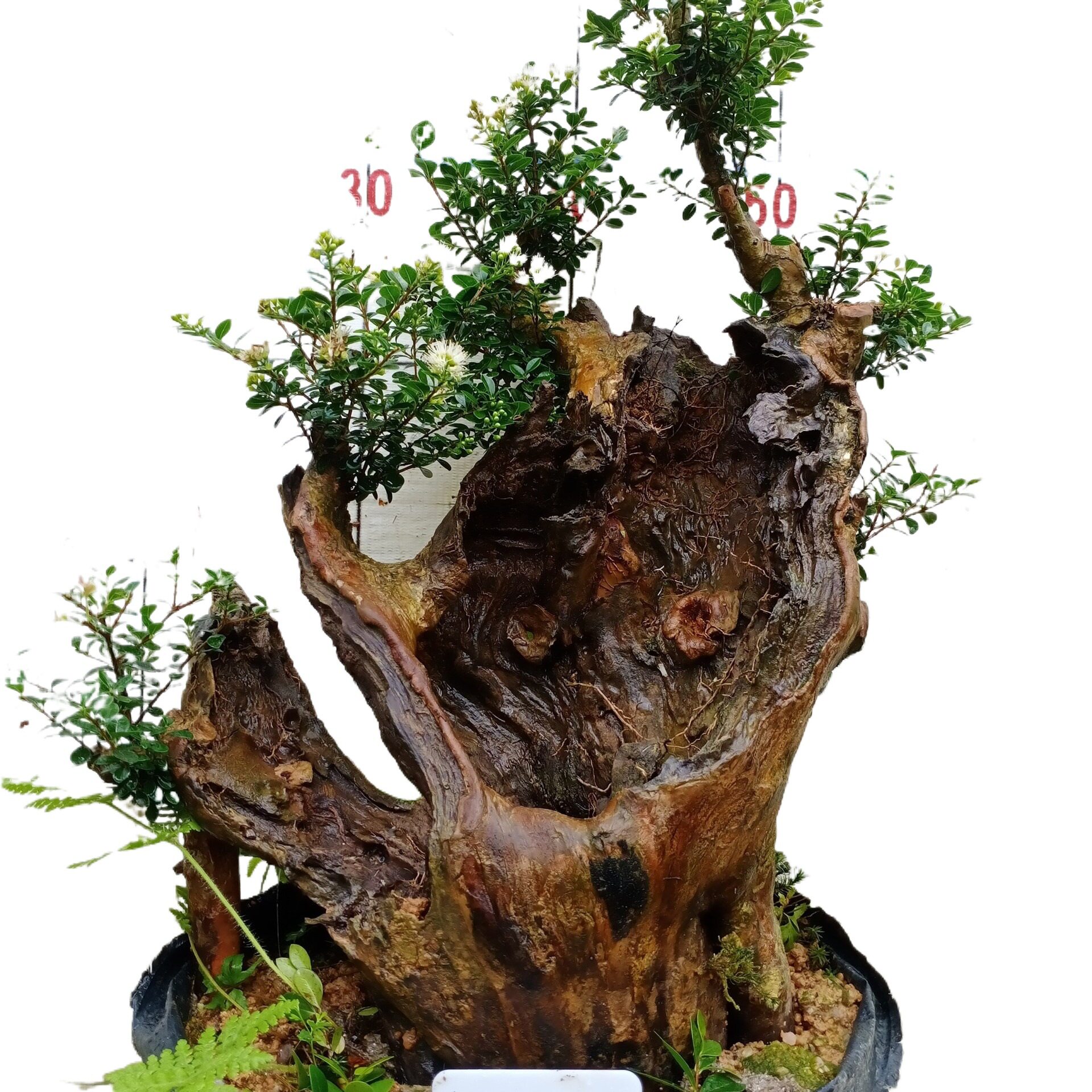 赤楠盆景 三叶红芽 小叶赤楠 熟桩 室内盆栽 花卉绿植包邮不含盆