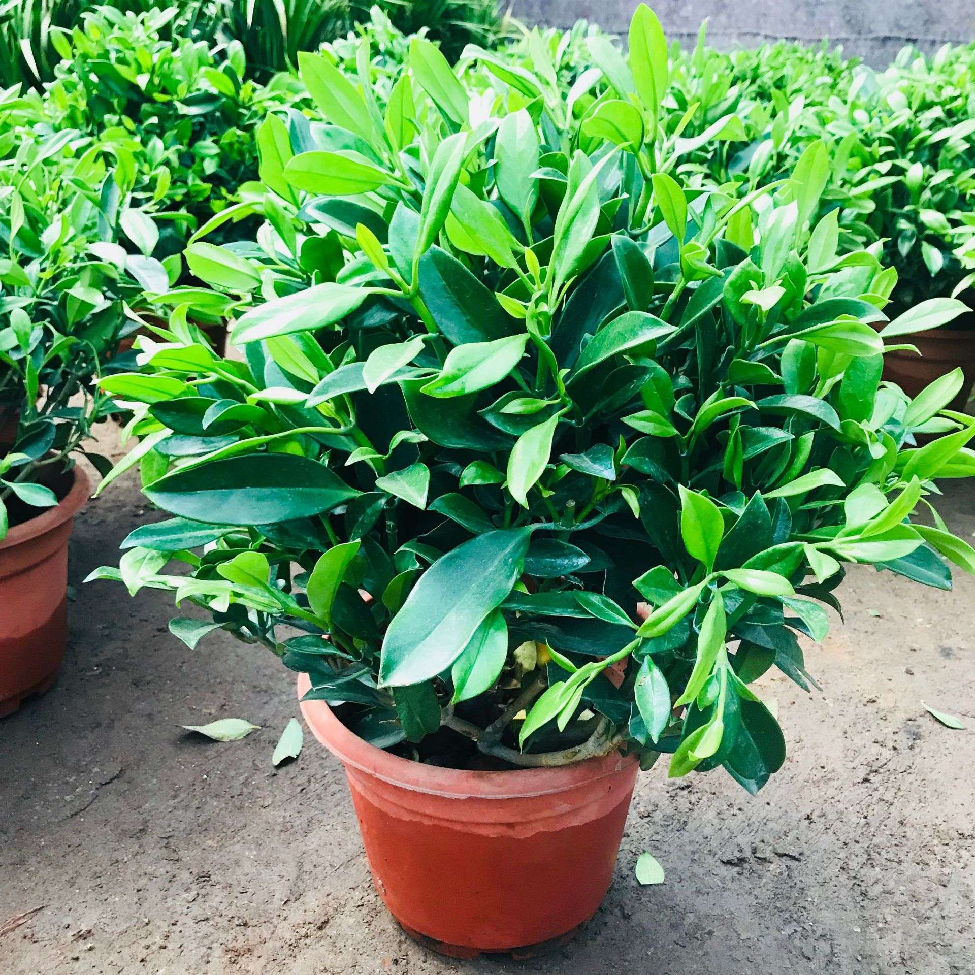 非洲茉莉花盆栽 四季常青客厅阳台庭院观花绿植吸甲醛净空气茉莉
