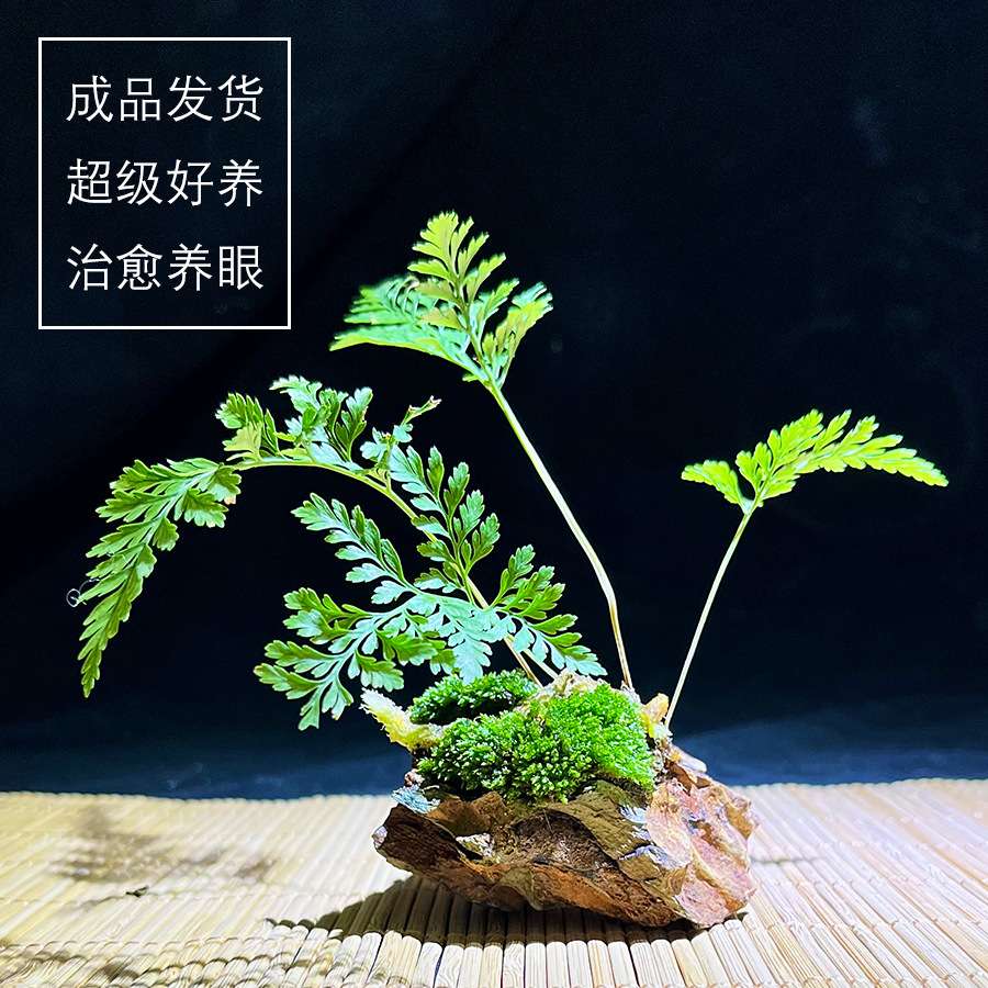 【石生厥】蕨类小植物苔藓微景观造景绿植室内桌面耐阴湿观叶盆栽