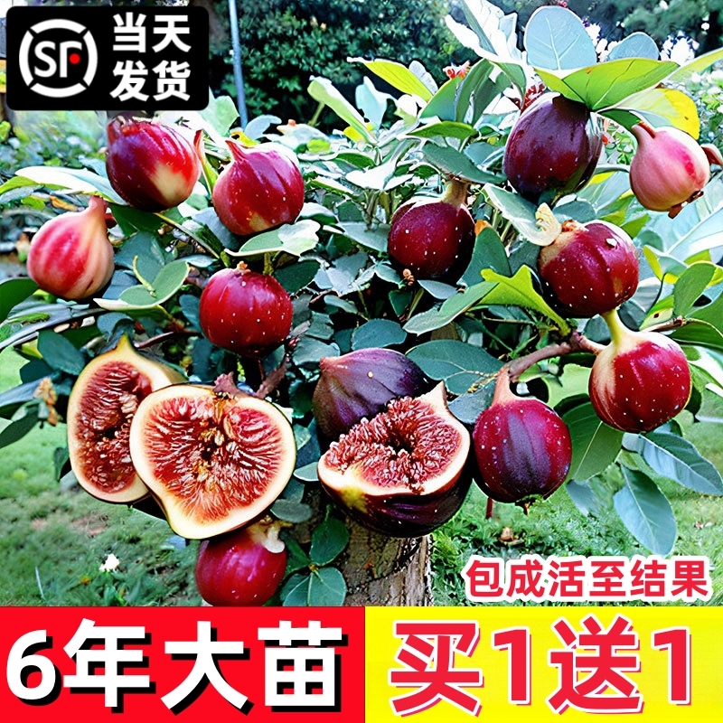 本土无花果树苗南北方庭院种植