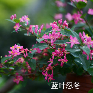 花镜蓝叶忍冬玫瑰忍冬耐寒耐热多年生灌木庭院阳台花卉花期长包邮