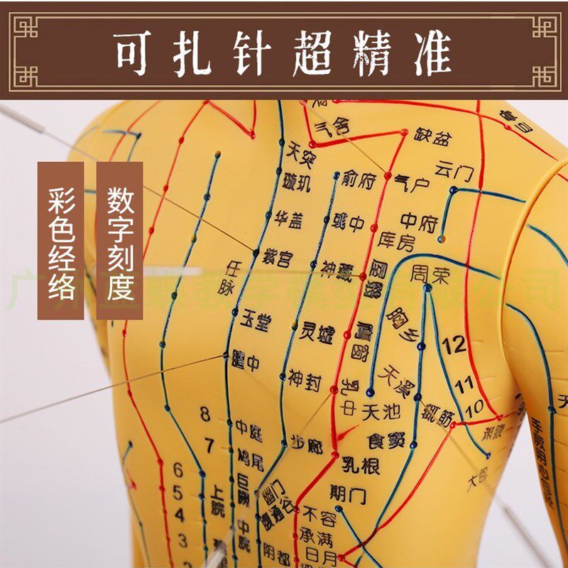 高清中医针灸穴位人体模型经络图人体穴位模型人全身小人按摩教学