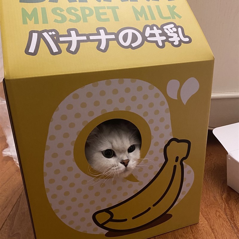 胖橘 misspet p牛奶盒猫抓板猫窝猫屋睡觉纸箱瓦楞纸猫咪玩具可爱