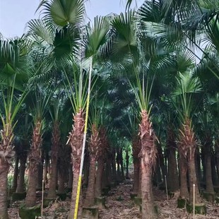 大型蒲葵大叶蒲圆叶室内吸甲醛净化空气客M厅庭院好养活耐寒绿植
