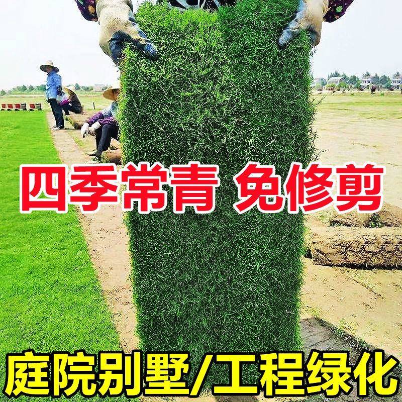 草皮真草带泥土坪马尼拉带土四季青D百慕大果O岭草别墅庭院工程绿